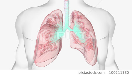 Oxygen rich air enters through your nose or mouth and reaches the lungs through your airways. Oxygen rich air enters through your nose or mouth and reaches the lungs through your airways. 100211580