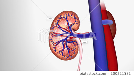 Blood enters the kidneys through an artery from the heart Blood enters the kidneys through an artery from the heart 100211581