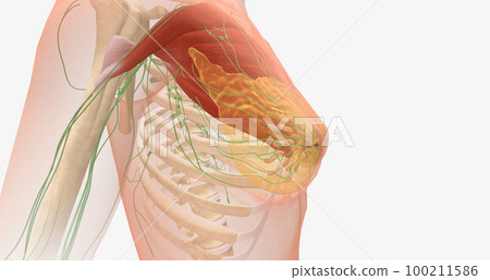 The breasts are mounds of fat and glandular tissue in the front of the chest. The breasts are mounds of fat and glandular tissue in the front of the chest. 100211586