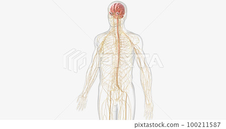 The nervous system contains the brain, brainstem, and nerves. 100211587