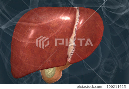 The digestive role of the liver is to produce bile and export it to the duodenum. The digestive role of the liver is to produce bile and export it to the duodenum. 100211615