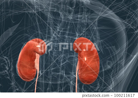 Your kidneys remove wastes and extra fluid from your body. Your kidneys remove wastes and extra fluid from your body. 100211617