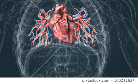 circulatory system or cardiovascular system 100211624