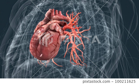 circulatory system or cardiovascular system 100211625