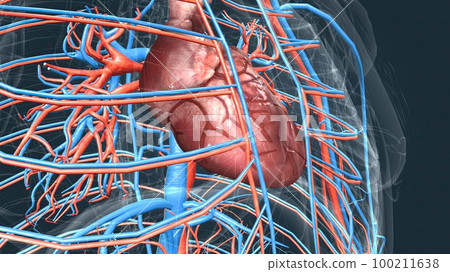 circulatory system or cardiovascular system 100211638