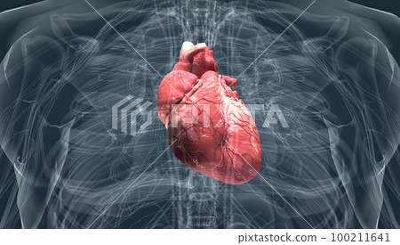 Heart pumps blood through the blood vessels of the circulatory system. Heart pumps blood through the blood vessels of the circulatory system. 100211641