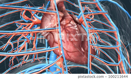 circulatory system or cardiovascular system 100211644