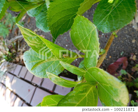 巨型葉蟬和繡球花 100211871