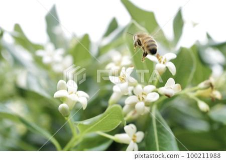 一隻蜜蜂 一隻蜜蜂 100211988