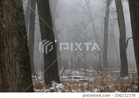 Thick fog in the winter forest, gloomy woods Thick fog in the winter forest, gloomy woods 100212276