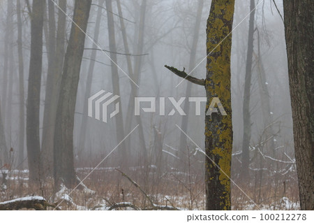Thick fog in the winter forest, gloomy woods 100212278