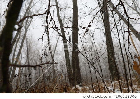 Thick fog in the winter forest, gloomy woods Thick fog in the winter forest, gloomy woods 100212306