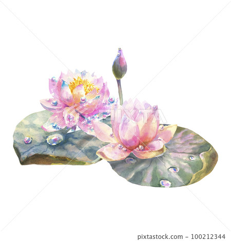 Botanical watercolor illustration of water lilies with dew drops on white background. 100212344
