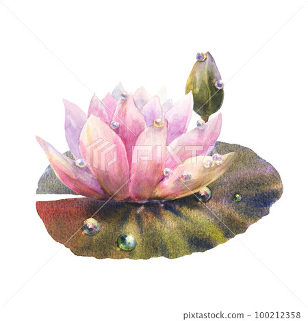 Botanical watercolor illustration of water lily with dew drops on white background. 100212358