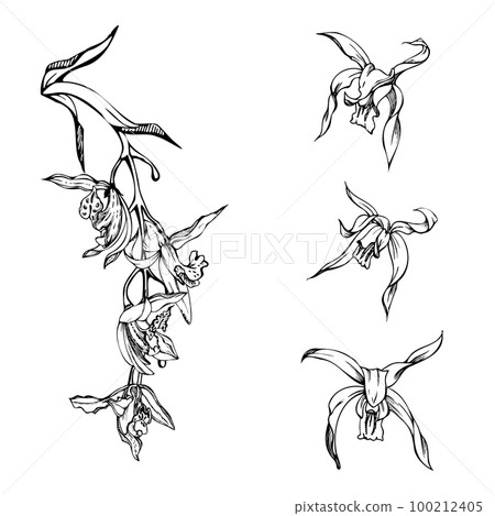 Hand drawn vector ink orchid flowers and branches, monochrome, detailed outline. Circle wreath composition. Isolated on white background. Design for wall art, wedding, print, tattoo, cover, card. 100212405