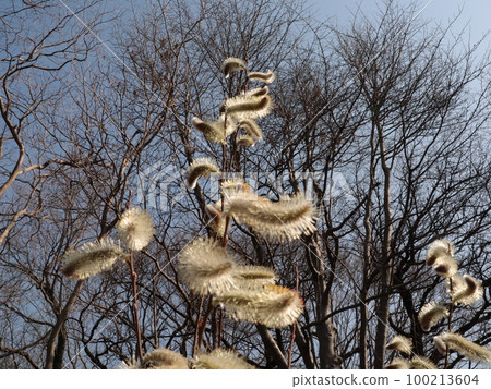 Cat pussy shines in the blue sky 100213604