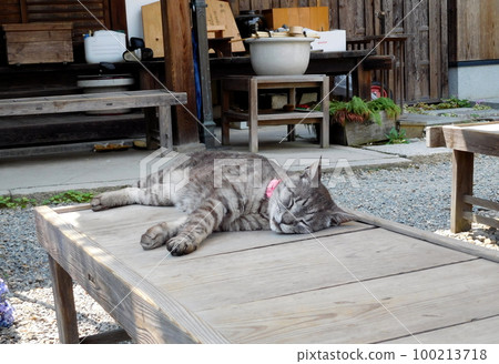 京都梅宮大社根木利貓 100213718