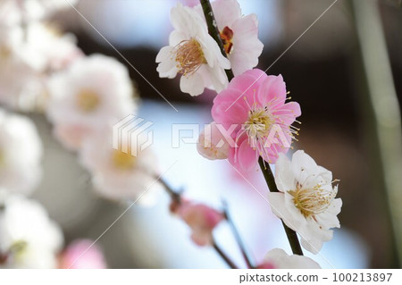 神秘梅花,如你所願 神秘梅花,如你所願 100213897