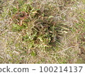 Dandelion/healthy tea 100214137