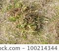 Dandelion, medicinal herbs, health tea 100214344
