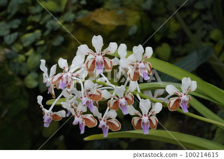 Vanda lamellata 西方蘭花的祖先 Vanda lamellata 西方蘭花的祖先 100214615