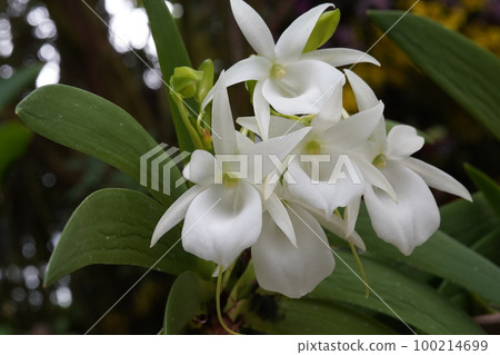 Angraecum leonis Angraecum leonis (Western orchid progenitor) Angraecum leonis Angraecum leonis (Western orchid progenitor) 100214699