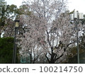 Wild cherry blossoms, splendid 100214750