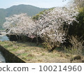 Wild cherry blossoms, splendid, beautiful 100214960