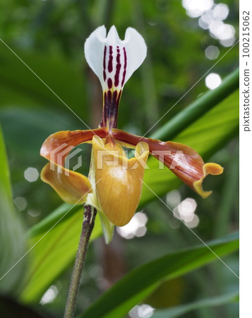 Paphiopedilum gratrixianum Paphiopedilum gratrixianum Paphiopedilum gratrixianum Paphiopedilum gratrixianum 100215062