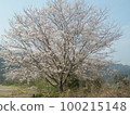 Wild cherry blossoms, splendid, best time to see 100215148