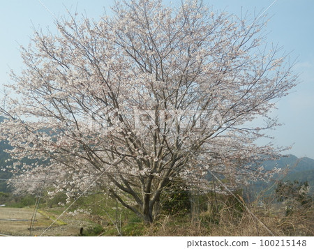 野櫻花，燦爛，最佳觀賞時間 100215148