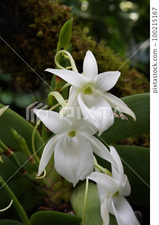 Angraecum leonis Angraecum leonis (Western orchid progenitor) Angraecum leonis Angraecum leonis (Western orchid progenitor) 100215167