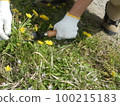 dandelion yellow 100215183