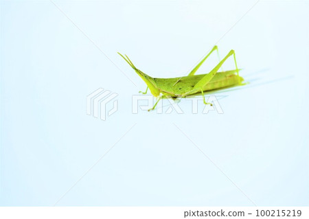 Green long-tailed locust seen from the side on a white background 100215219