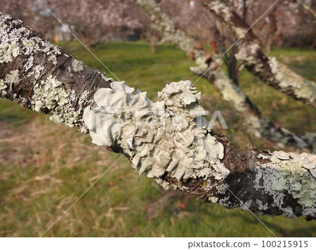 A lichen "Umenokigoke" on a plum branch 100215915