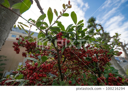 Fruit of the Kazandemari tree 100216294