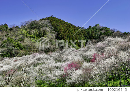 Kogesawa Plum Grove, Takao Umego, Hachioji City, Tokyo Kogesawa Plum Grove, Takao Umego, Hachioji City, Tokyo 100216343
