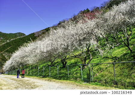 Kogesawa Plum Grove, Takao Umego, Hachioji City, Tokyo Kogesawa Plum Grove, Takao Umego, Hachioji City, Tokyo 100216349