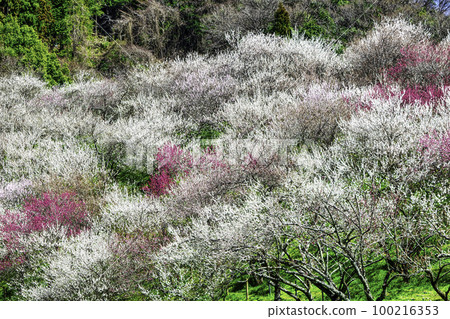 東京都八王子市高尾梅鄉 Kogesawa Plum Grove 東京都八王子市高尾梅鄉 Kogesawa Plum Grove 100216353