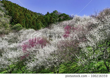 Kogesawa Plum Grove, Takao Umego, Hachioji City, Tokyo Kogesawa Plum Grove, Takao Umego, Hachioji City, Tokyo 100216359