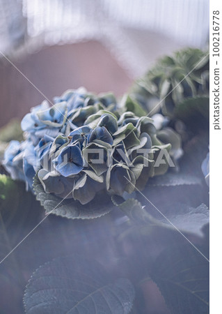 香草園旅行日記 富士河口湖園繡球花 100216778