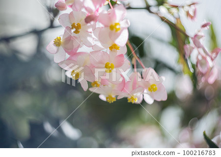 香草園旅行日記 富士河口湖庭園花卉 100216783