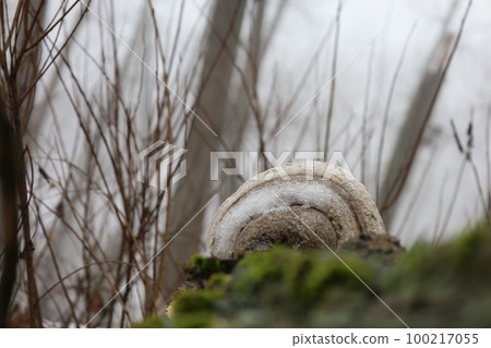 Fungus in the winter misty forest 100217055