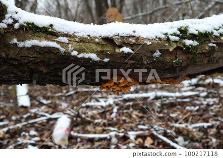 tree covered with moss, winter forest atmosphere tree covered with moss, winter forest atmosphere 100217118