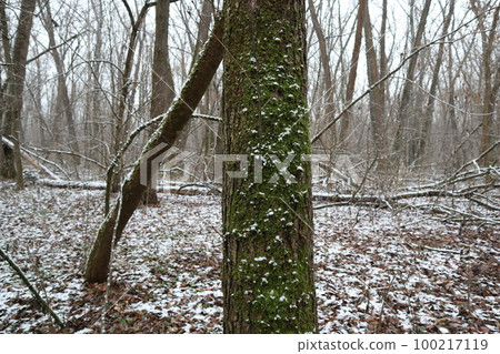 tree, forest, wood 100217119