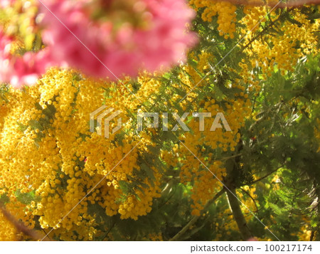 Mimosa and Kawazu cherry blossoms 100217174