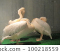 Momoiro Pelicans 100218559