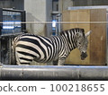 Grant Zebra 100218655