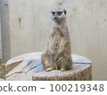 meerkat  100219348