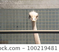Ostrich 100219481
